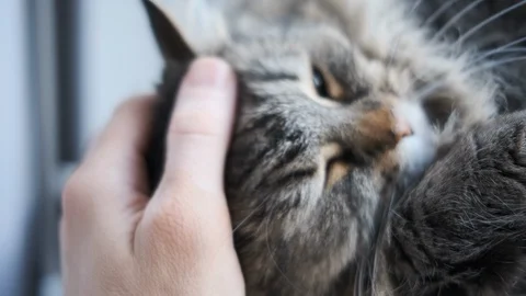 Close-up shot of hand strokes cat Stockbeeldmateriaal 115667961