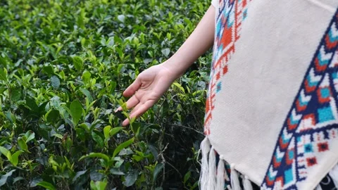 Close-up shot of hand touching green plants environment beauty of nature natural Video stock 277532792