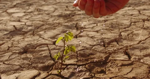 Close up shot of hand watering a lttle sprout on deserted ground. Cracked dead Stock-Footage 136577616
