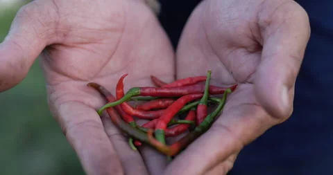 Close up shot, hand of worker man with harvests red chilli in two hand Video stock 202120299