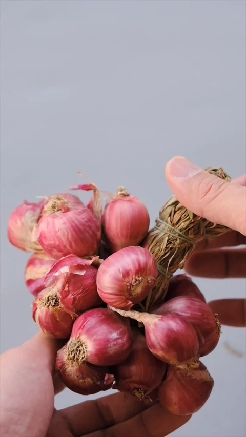 A close-up shot of hands holding a bundle of fresh red shallots tied with d.. Stock Footage 301756429