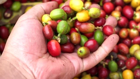 Close-up shot of hands holding freshly picked raw coffee berries at a plantation Stock Footage 337374192