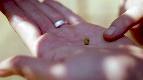 Close-up shot of hands inspecting tiny grape seeds in an open palm, with soft Stock Footage 320079934