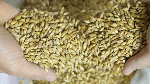 Close up shot of hands of master brewer with barley seeds. Employee examining Stock Footage