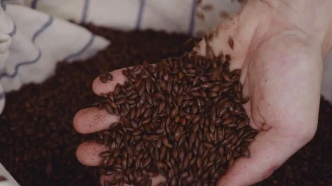 Close up shot of hands of master brewer with barley seeds. Dry malt beans ready Vídeo Stock 115913911
