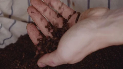 Close up shot of hands of master brewer with barley seeds. Dry malt beans ready Stock Footage 115914378