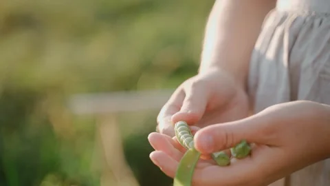 Close up shot of hands opening green peas at garden at the sunset Vídeo Stock 235821692