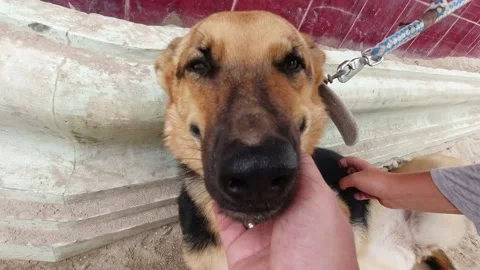 Close-up shot of hands pet mixed breed dog on a leash outside. Happy dog's face. Stock Footage 231589936