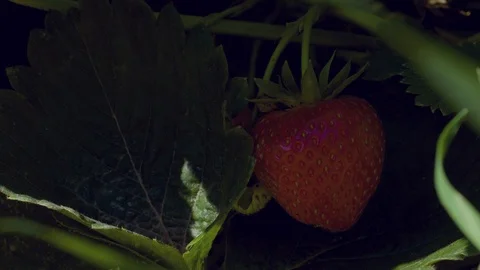Close Up Shot of Hands Pick Fresh and Ripe Strawberries of the Bush Stock-Footage 124079099