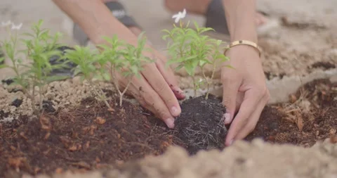 Close-up shot of the hands planting a small green plant on his house. Stock Footage 222620480