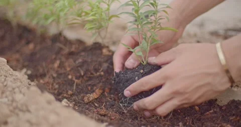 Close-up shot of the hands planting a small green plant on his house. Stock Footage 222620489