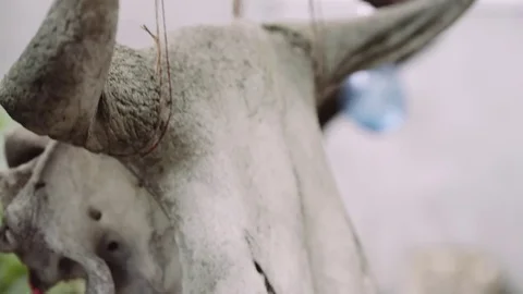 Close-up shot of a hanging cow skull. Stock Footage