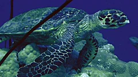 Close shot of hawks bill turtle at coral reef, Red Sea Stock Footage 38647935