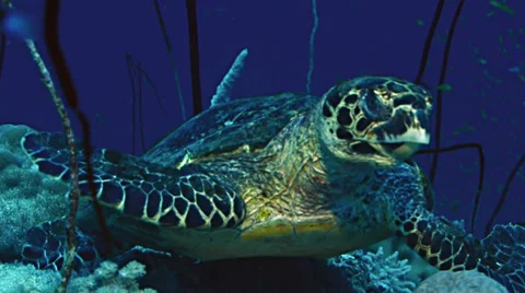 Close shot of hawks bill turtle at coral reef, Red Sea Video stock 38650629