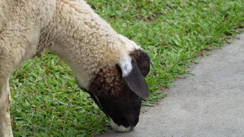 Close-up shot of the head of a black and white sheep grazing on a bright lawn. Stock Footage 327310576