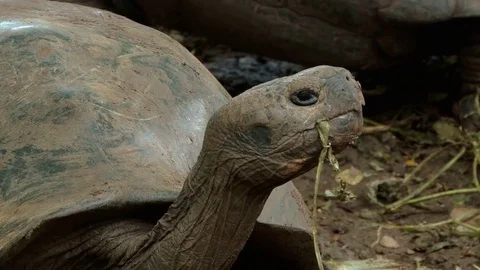 Close shot of head of Galapagos tortoise Stock Footage 83643308