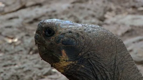 Close shot of head of Galapagos tortoise Stock Footage 83673959