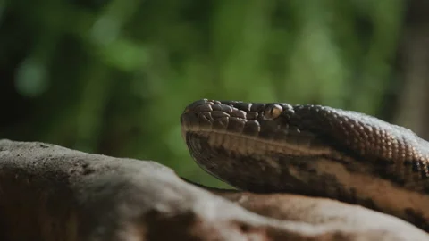 Close-up shot: The head of a large reticulated python on a tree branch. Sticks Stock Footage 171486092