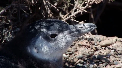 Close shot of the head of a Magellanic penguin chick Stock Footage 77997912