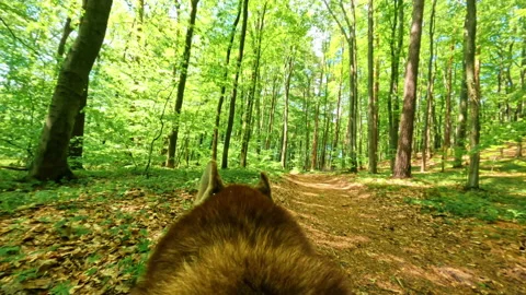 Close-up shot of head of red dog walking through green forest. Pure nature Stock Footage 196229803