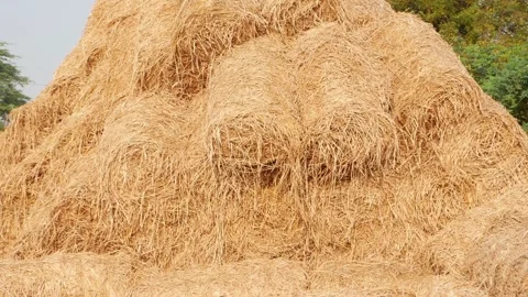 Close shot of heap of dry grass for cattle use, Dry grass for cattle Vídeo Stock 151840416