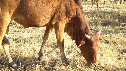 Close up shot of a heifer foraging Stock-Footage 107925059