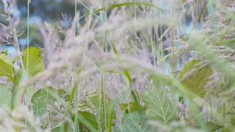 Close-up shot of herb swaying in the gusting wind. Stock Footage 112075644