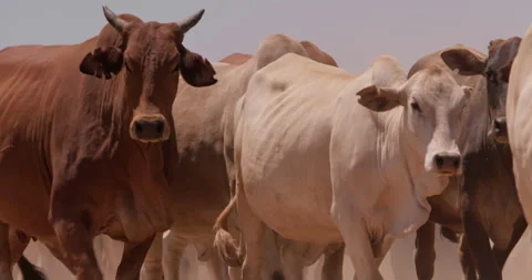 Close up shot of a herd of boran cattle frame striding in a plain Stock Footage 308679316