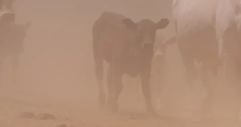 Close up shot of a herd of boran cattle frames and calves walking Video stock 308679350