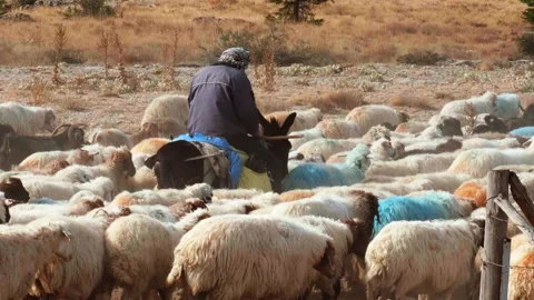 Close Shot of Herd of Sheep Led by Shepherd in Slow Motion Anatolia, Turkey Stock Footage 268814817