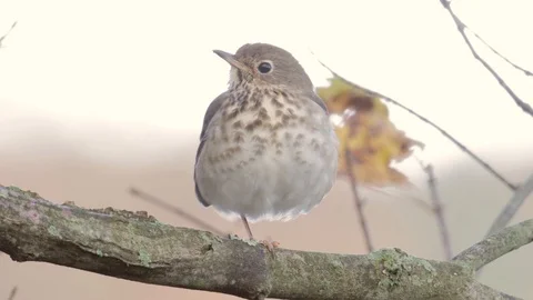 Close shot of a Hermit Thrush facing forward with clean background Video stock 98135530