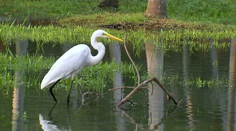A Close Shot Of Heron wading through the water Stock-Footage 52531808