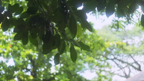Close up shot highlights the fresh Stock Footage 340015315