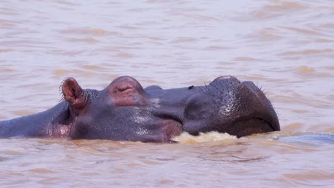 Close shot of hippo in the water getting rid of a large bug on its face Stock-Footage 87701835