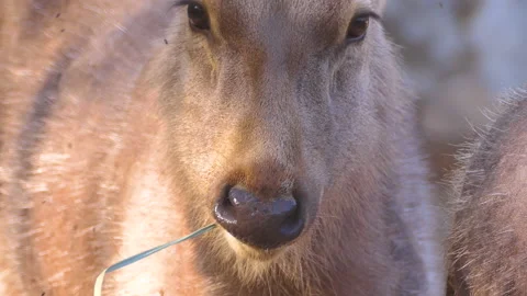Close shot of a hog deer chewing grass with flies flying around its face Stock Footage 145475534