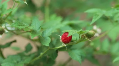 Close Up Shot of Home Garden Raspberry Plant Stock Footage 332274924
