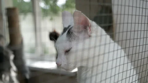 Close-up shot of homeless stray cat lying in a cage at the animal shelter. HD Video stock 114894591