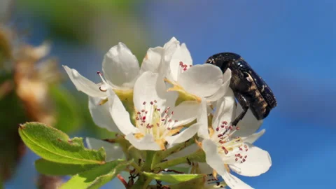 Close up shot of a honey bee pollinating delicate white blossoms under a clear Stock Footage 336870826
