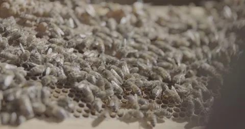 Close up shot of honeybees on honeycomb Stock Footage 220577486