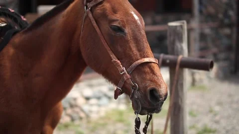 Close up shot of a horse Video stock 133748829