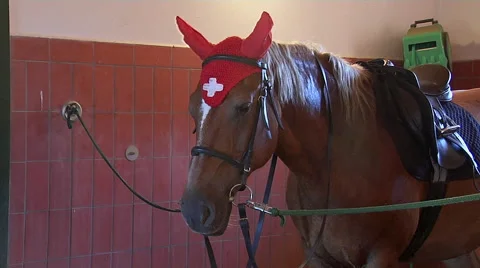 Close Shot Of Horse In Stable Stock Footage 52511448