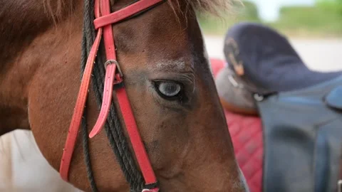 Close-up shot of a horse's face Video stock 264782744