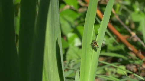 Close up shot of hoverfly hunting for prey on strand of grass during sunny day 動画素材 172152703