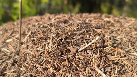 A close-up shot of a huge anthill Video stock 319788357
