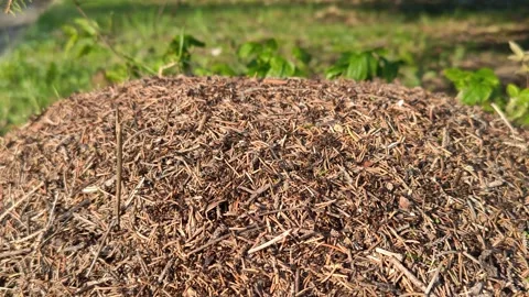 A close-up shot of a huge anthill under a spruce tree Stock Footage 319788391