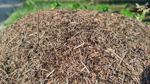 A close-up shot of a huge anthill under a spruce tree in summer Stock Footage 319788980