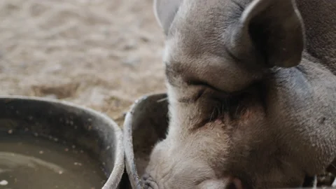 Close-up shot: A huge gray boar eats an apple in a barn Stock Footage 165984267