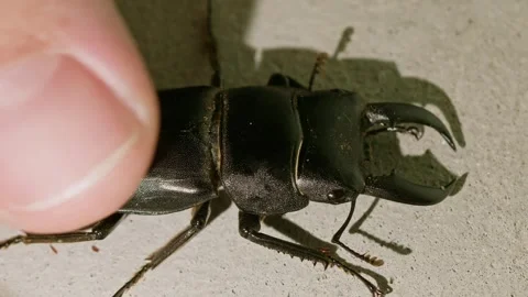 Close-up Shot of Human Stroking a Japanese Stag Beetle. Vidéo 336654752