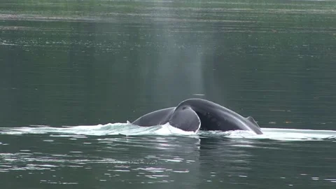Close shot of a humpback whale deep diving near Icy Strait Point in Alaska. Stock Footage 138068451