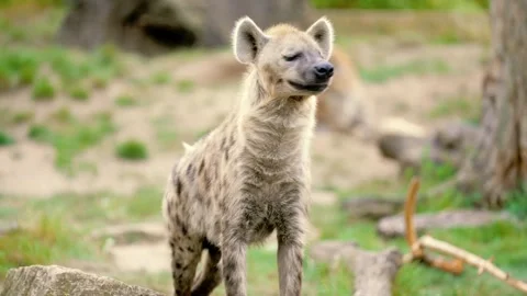 Close up shot of a hyena (Hyaenidae) looking around for danger and hunt Stock Footage 260419982